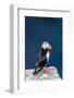 Norway, Finnmark, Loppa. Atlantic Puffin at their nesting cliffs.-Fredrik Norrsell-Framed Photographic Print