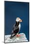 Norway, Finnmark, Loppa. Atlantic Puffin at their nesting cliffs.-Fredrik Norrsell-Mounted Photographic Print