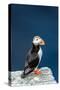 Norway, Finnmark, Loppa. Atlantic Puffin at their nesting cliffs.-Fredrik Norrsell-Stretched Canvas