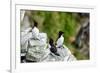 Norway, Finnmark, Loppa. Razorbill (Alca torda) gathered on a nesting cliff.-Fredrik Norrsell-Framed Photographic Print