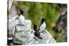 Norway, Finnmark, Loppa. Razorbill (Alca torda) gathered on a nesting cliff.-Fredrik Norrsell-Stretched Canvas