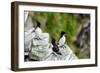 Norway, Finnmark, Loppa. Razorbill (Alca torda) gathered on a nesting cliff.-Fredrik Norrsell-Framed Photographic Print