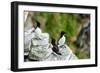 Norway, Finnmark, Loppa. Razorbill (Alca torda) gathered on a nesting cliff.-Fredrik Norrsell-Framed Photographic Print