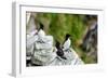 Norway, Finnmark, Loppa. Razorbill (Alca torda) gathered on a nesting cliff.-Fredrik Norrsell-Framed Photographic Print