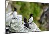 Norway, Finnmark, Loppa. Razorbill (Alca torda) gathered on a nesting cliff.-Fredrik Norrsell-Mounted Photographic Print