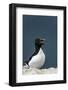 Norway, Finnmark, Loppa. Razorbill (Alca torda) gathered on a nesting cliff.-Fredrik Norrsell-Framed Photographic Print