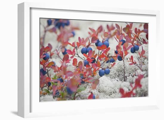 Norway, Hedmark, Blueberries-Rainer Mirau-Framed Photographic Print