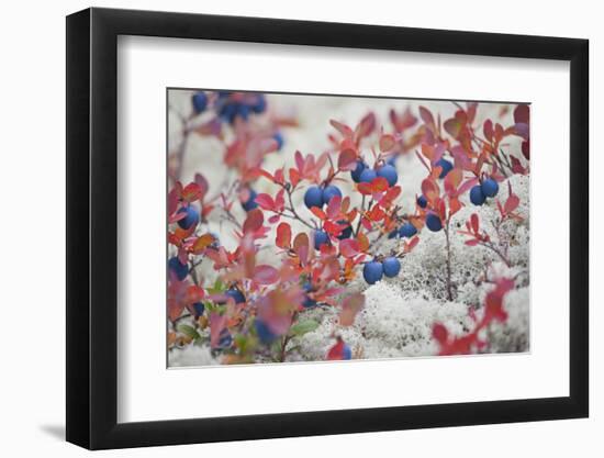 Norway, Hedmark, Blueberries-Rainer Mirau-Framed Photographic Print