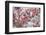 Norway, Hedmark, Blueberries-Rainer Mirau-Framed Photographic Print