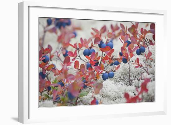 Norway, Hedmark, Blueberries-Rainer Mirau-Framed Photographic Print