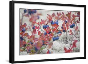 Norway, Hedmark, Blueberries-Rainer Mirau-Framed Photographic Print