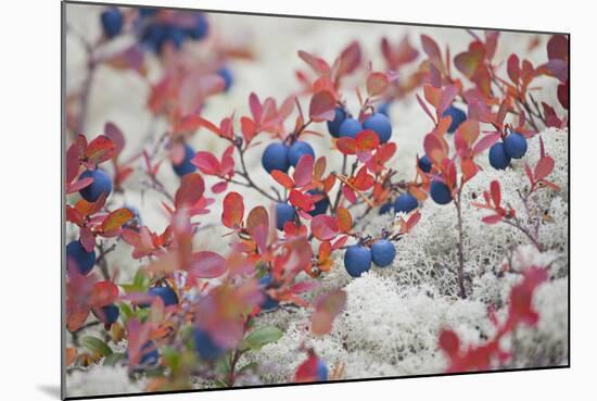 Norway, Hedmark, Blueberries-Rainer Mirau-Mounted Photographic Print