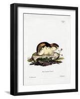 Norway Lemming-null-Framed Giclee Print