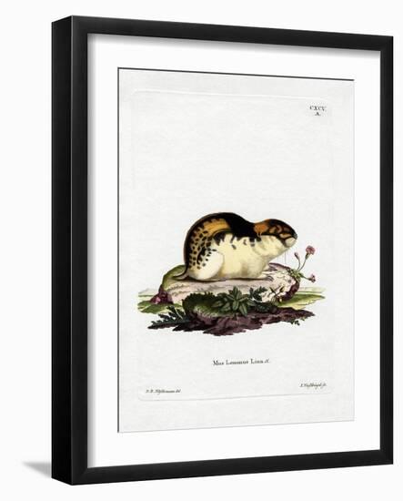 Norway Lemming-null-Framed Giclee Print