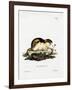 Norway Lemming-null-Framed Giclee Print