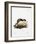 Norway Lemming-null-Framed Giclee Print