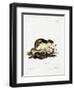 Norway Lemming-null-Framed Giclee Print