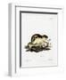 Norway Lemming-null-Framed Giclee Print