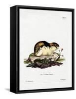 Norway Lemming-null-Framed Stretched Canvas