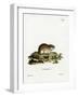 Norway Lemming-null-Framed Giclee Print