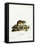 Norway Lemming-null-Framed Stretched Canvas