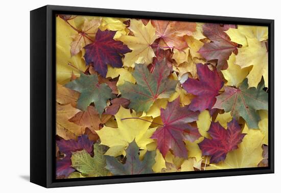 Norway Maple Autumn Coloured Leaves on Ground in Park-null-Framed Stretched Canvas