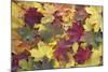 Norway Maple Autumn Coloured Leaves on Ground in Park-null-Mounted Photographic Print