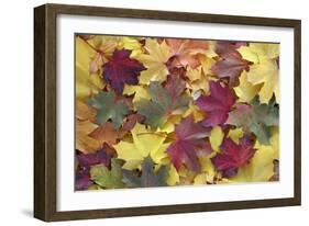 Norway Maple Autumn Coloured Leaves on Ground in Park-null-Framed Photographic Print