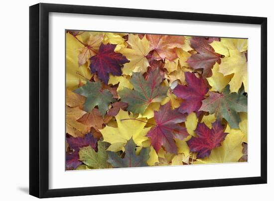 Norway Maple Autumn Coloured Leaves on Ground in Park-null-Framed Photographic Print