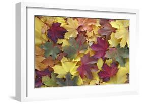 Norway Maple Autumn Coloured Leaves on Ground in Park-null-Framed Photographic Print