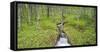 Norway, Nordland, Birch Forest, Brook-Rainer Mirau-Framed Stretched Canvas