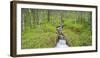 Norway, Nordland, Birch Forest, Brook-Rainer Mirau-Framed Photographic Print