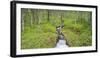 Norway, Nordland, Birch Forest, Brook-Rainer Mirau-Framed Photographic Print