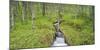 Norway, Nordland, Birch Forest, Brook-Rainer Mirau-Mounted Photographic Print