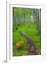 Norway, Nordland, Tysfjord. Trail through birch forest.-Fredrik Norrsell-Framed Photographic Print