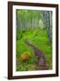 Norway, Nordland, Tysfjord. Trail through birch forest.-Fredrik Norrsell-Framed Photographic Print