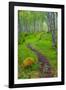 Norway, Nordland, Tysfjord. Trail through birch forest.-Fredrik Norrsell-Framed Photographic Print