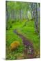 Norway, Nordland, Tysfjord. Trail through birch forest.-Fredrik Norrsell-Mounted Photographic Print