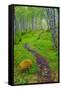 Norway, Nordland, Tysfjord. Trail through birch forest.-Fredrik Norrsell-Framed Stretched Canvas