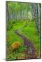 Norway, Nordland, Tysfjord. Trail through birch forest.-Fredrik Norrsell-Mounted Photographic Print