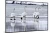 Norway, Nordnorwegen, Song Swans,-Bernd Rommelt-Mounted Photographic Print