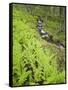 Norway, Northern Country, Fern, Brook-Rainer Mirau-Framed Stretched Canvas