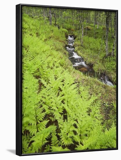 Norway, Northern Country, Fern, Brook-Rainer Mirau-Framed Photographic Print