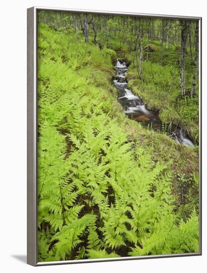 Norway, Northern Country, Fern, Brook-Rainer Mirau-Framed Photographic Print