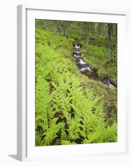 Norway, Northern Country, Fern, Brook-Rainer Mirau-Framed Photographic Print