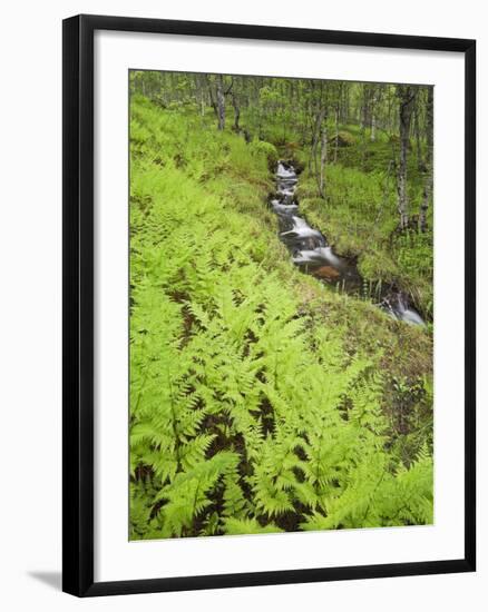 Norway, Northern Country, Fern, Brook-Rainer Mirau-Framed Photographic Print