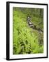 Norway, Northern Country, Fern, Brook-Rainer Mirau-Framed Photographic Print