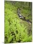 Norway, Northern Country, Fern, Brook-Rainer Mirau-Mounted Photographic Print