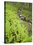 Norway, Northern Country, Fern, Brook-Rainer Mirau-Stretched Canvas