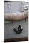 Norway, Oslo. Ship anchor detail in Oslo port, Norway.-Kymri Wilt-Mounted Photographic Print